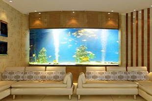 海水观赏鱼疾病的预防工作怎么做？30年经验的水族大佬告诉您
