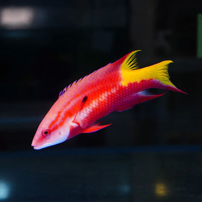 合肥鱼缸